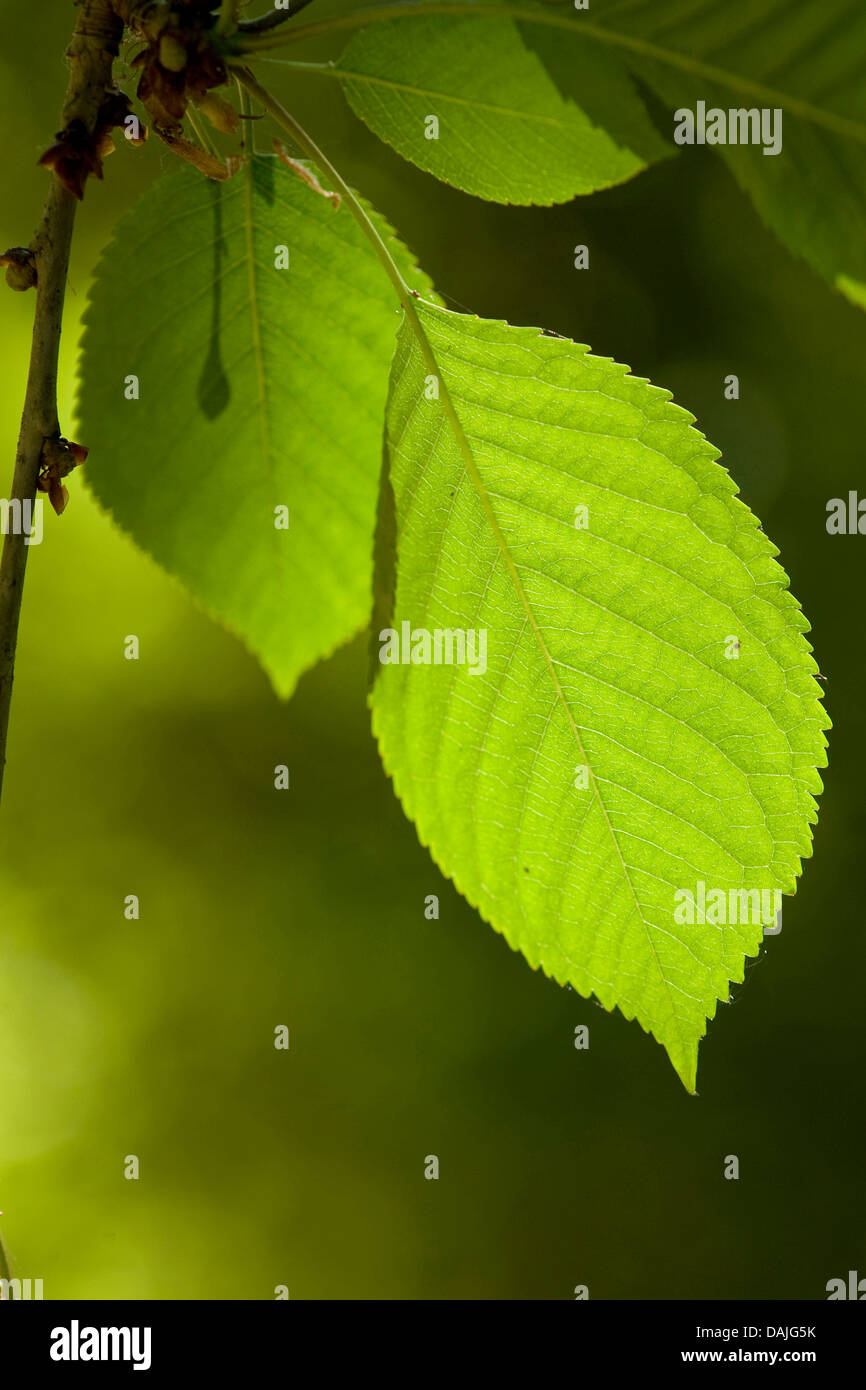Prunus Avium Leaves Hi res Stock Photography And Images Alamy prunus-avium-leaves-hi-res-stock-photography-and-images-alamy