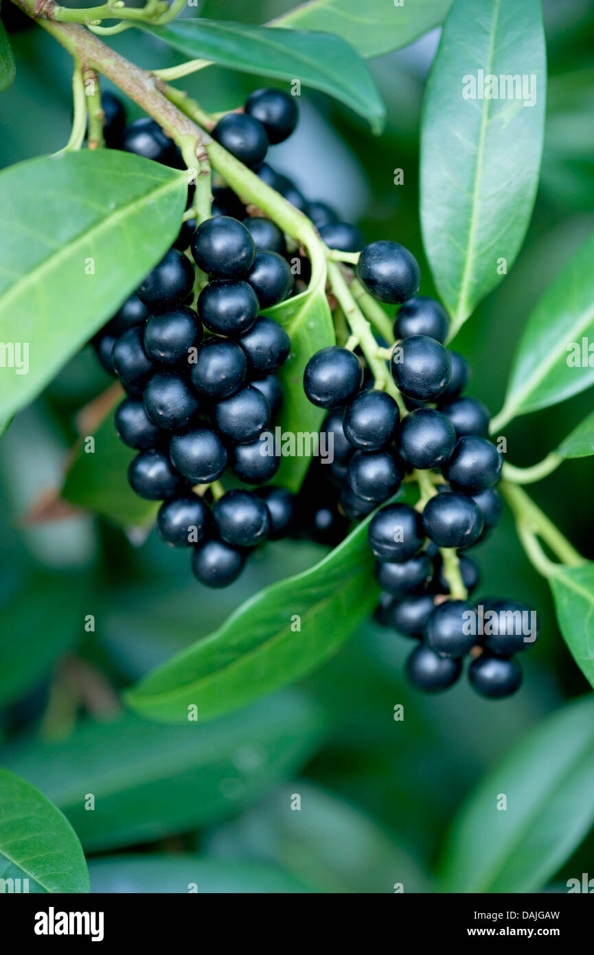 cherry-laurel (Prunus laurocerasus), infructescence, Germany Stock Photo