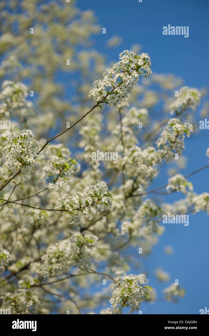 perfumed cherry, St Lucie cherry (Prunus mahaleb), blooming branch ...