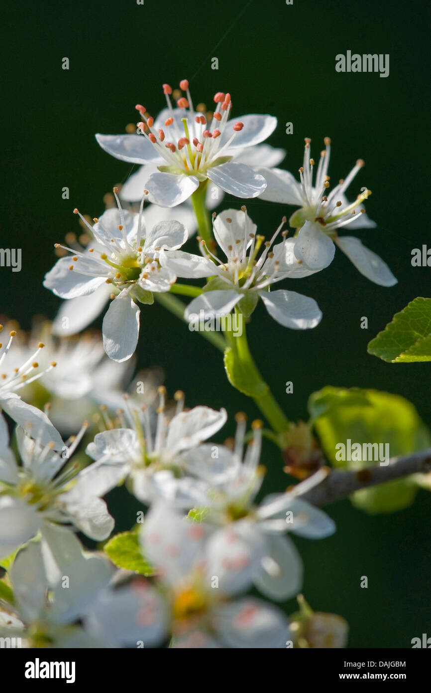 perfumed cherry, St Lucie cherry (Prunus mahaleb), blooming branch ...