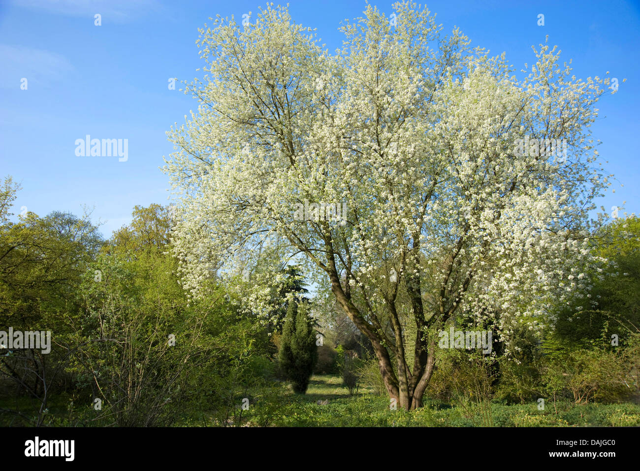 perfumed cherry, St Lucie cherry (Prunus mahaleb), blooming tree, Germany Stock Photo
