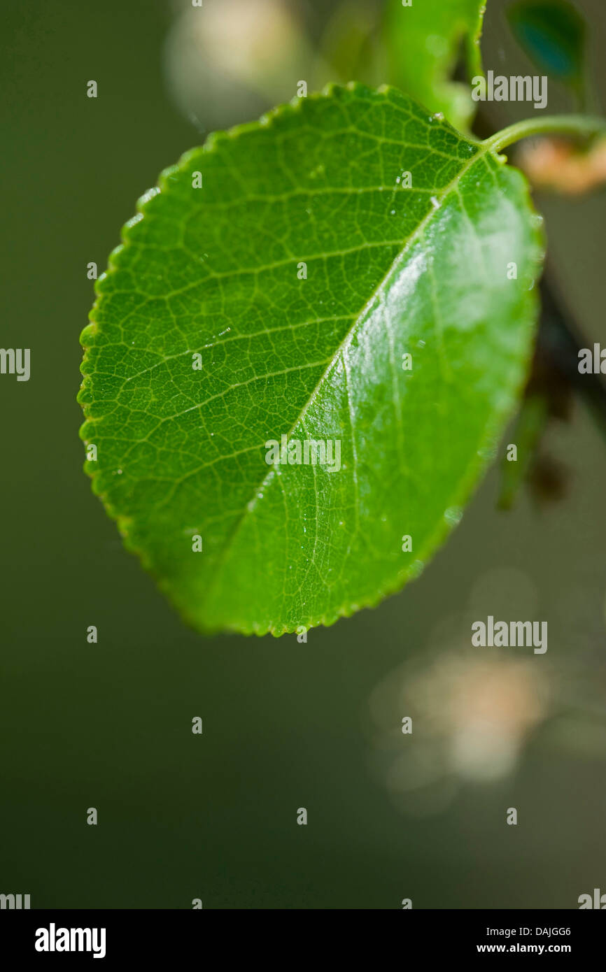 perfumed cherry, St Lucie cherry (Prunus mahaleb), leaf on a tree in ...