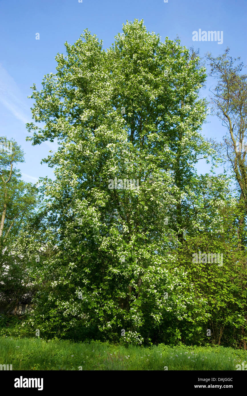 European bird cherry (Prunus padus, Padus avium), blooming tree, Germany Stock Photo