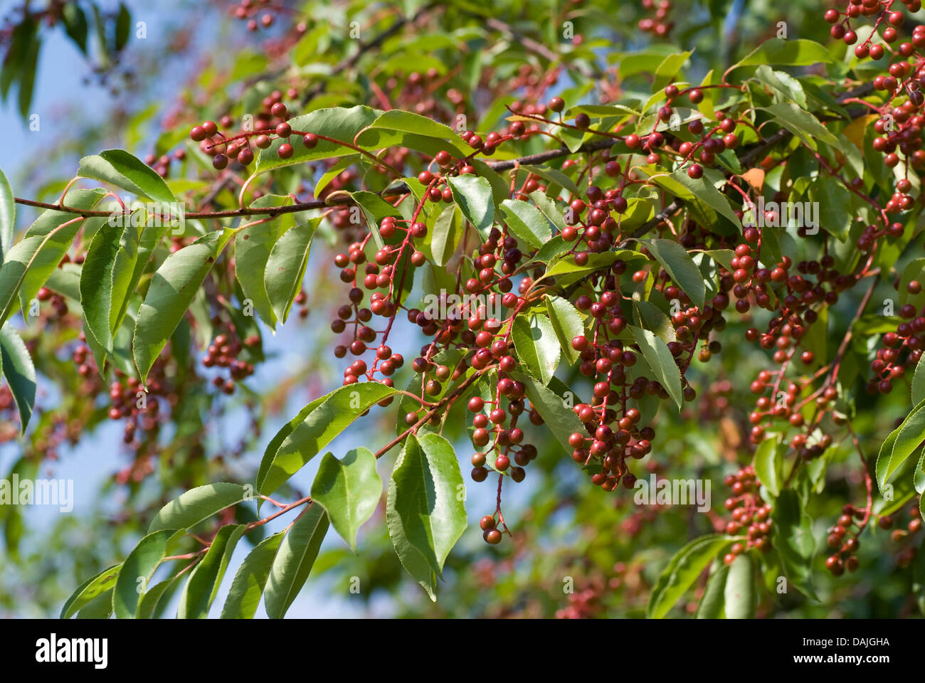 wild black cherry (Prunus serotina), branches with immature fruits, Germany Stock Photo