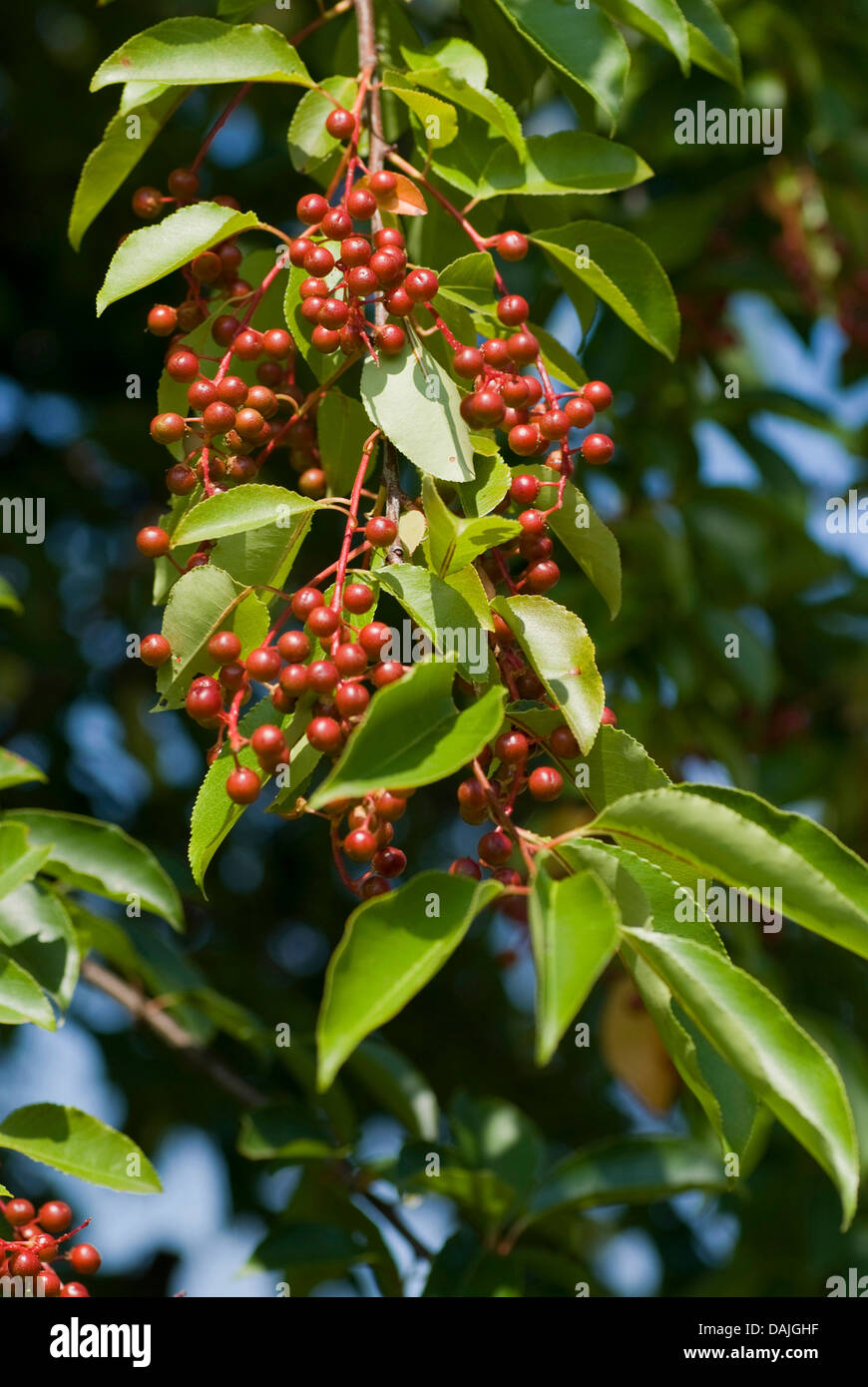 wild black cherry (Prunus serotina), branch with immature fruits, Germany Stock Photo