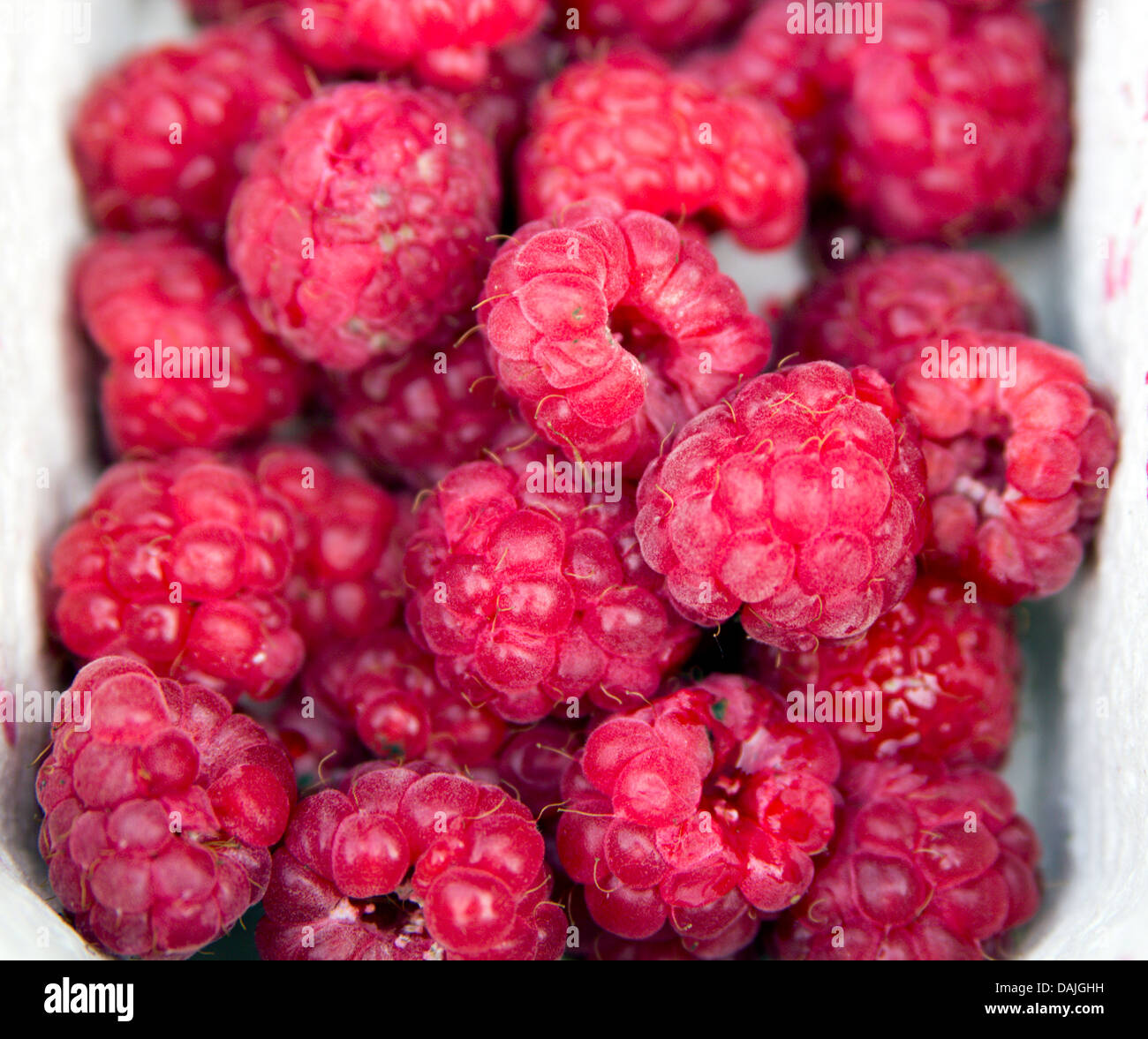 Real Raspberries fresh organic raspberries picked from garden Stock Photo - Alamy