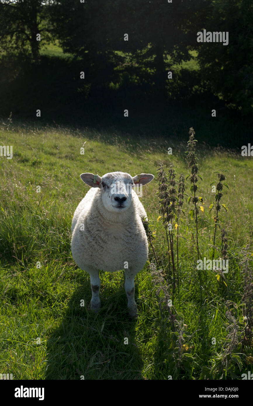 Sheep in Field Stock Photo