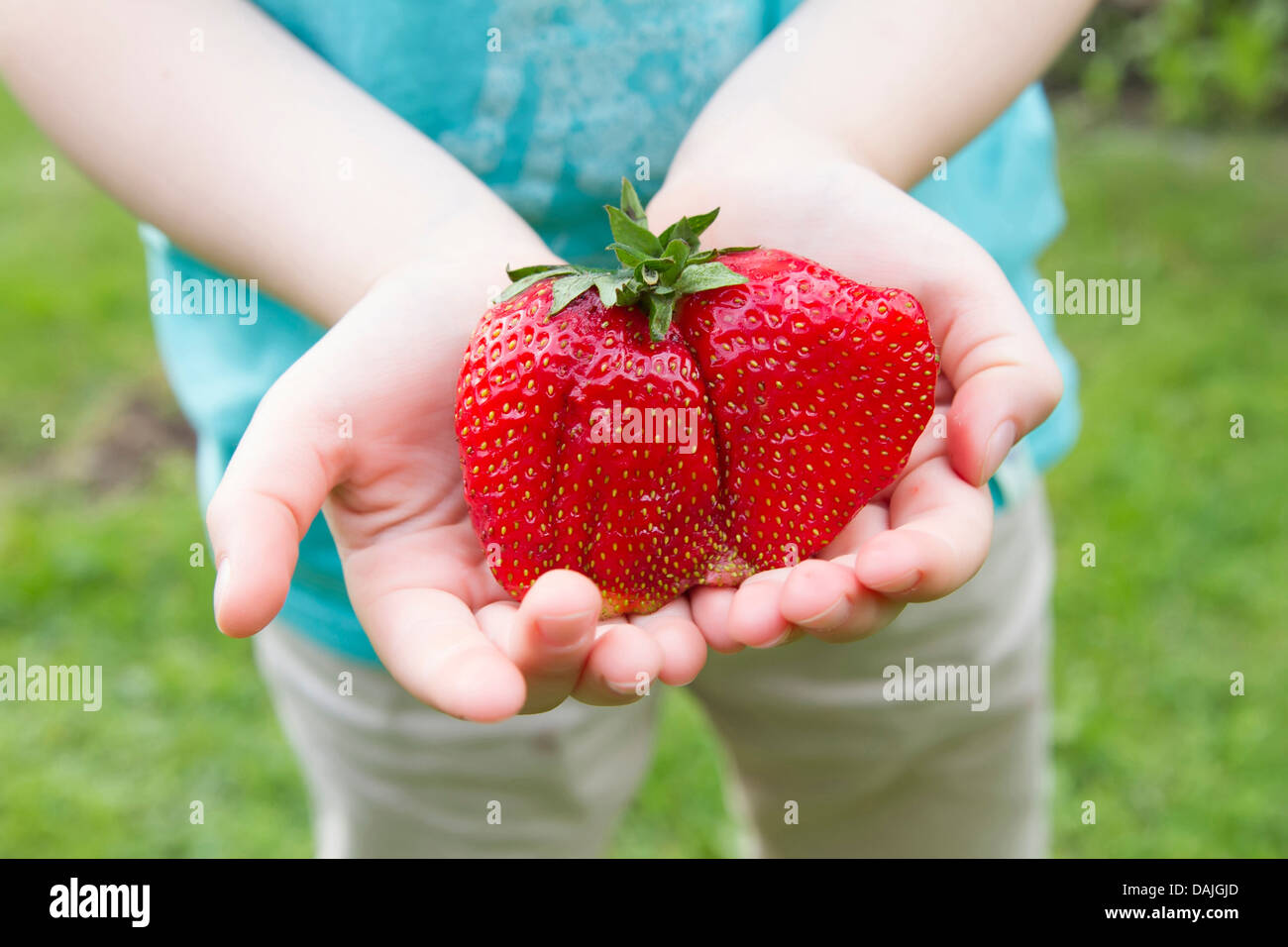 giant fresh strawberry kept in kid's hands Stock Photo