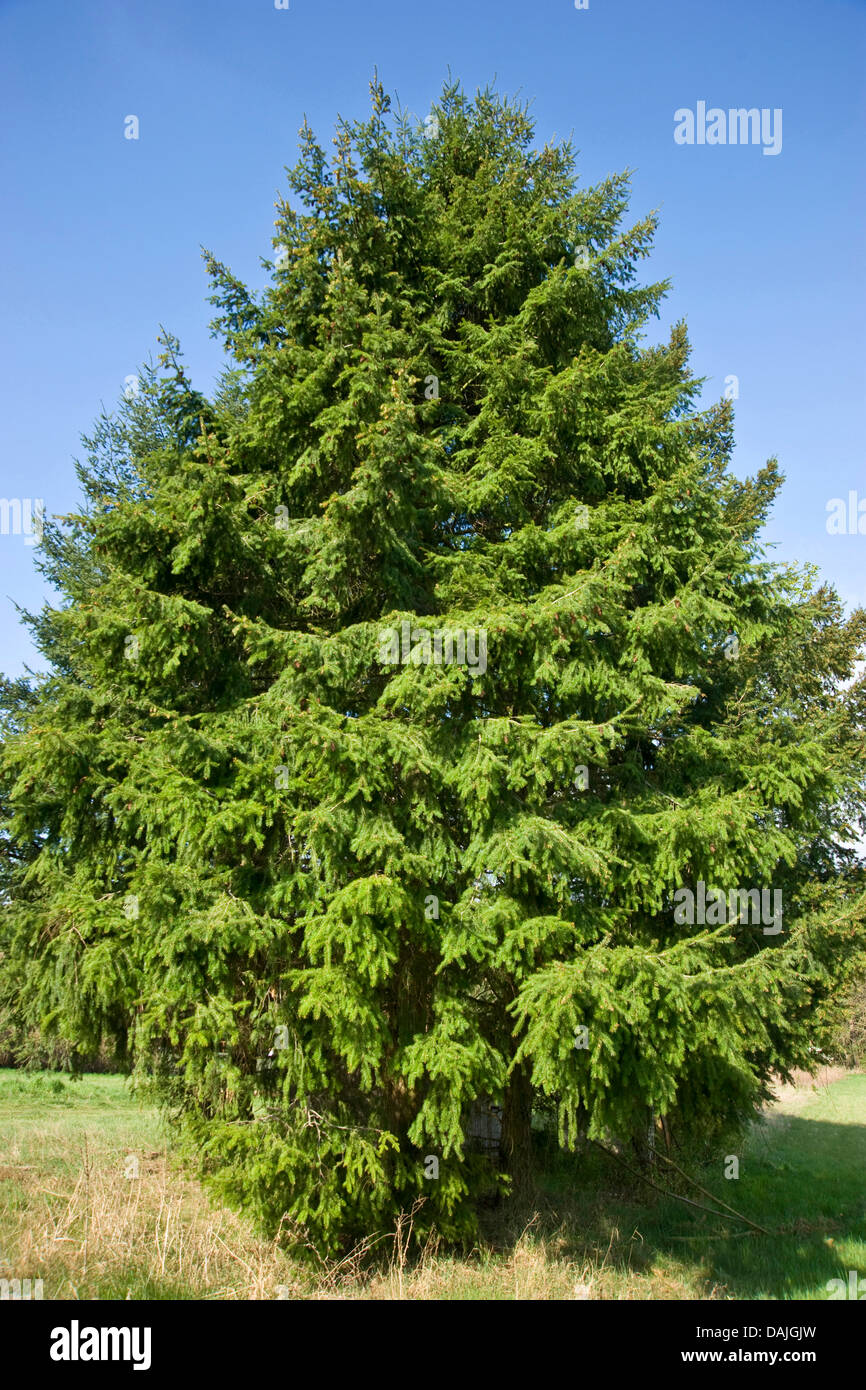 Douglas fir (Pseudotsuga menziesii), single tree Stock Photo