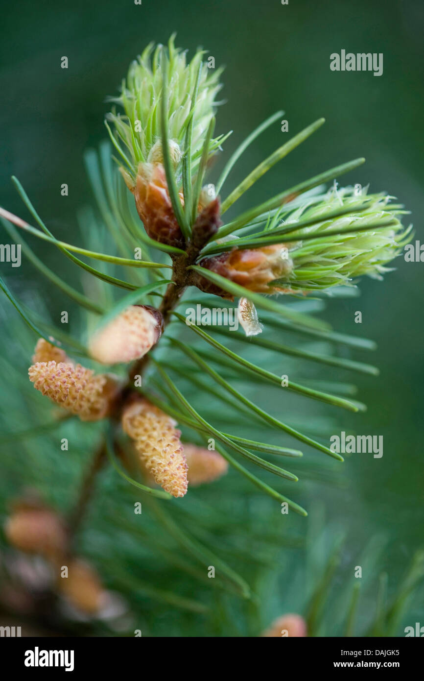 Douglas fir (Pseudotsuga menziesii), branch with male flowers and young needles Stock Photo