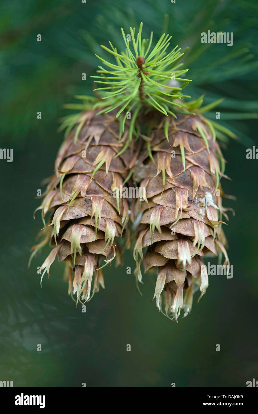 Douglas fir (Pseudotsuga menziesii), branch with mature cones Stock Photo