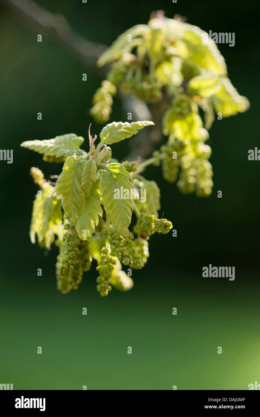 Turkey oak (Quercus cerris), branch with young leaves and blooming mal catkins Stock Photo