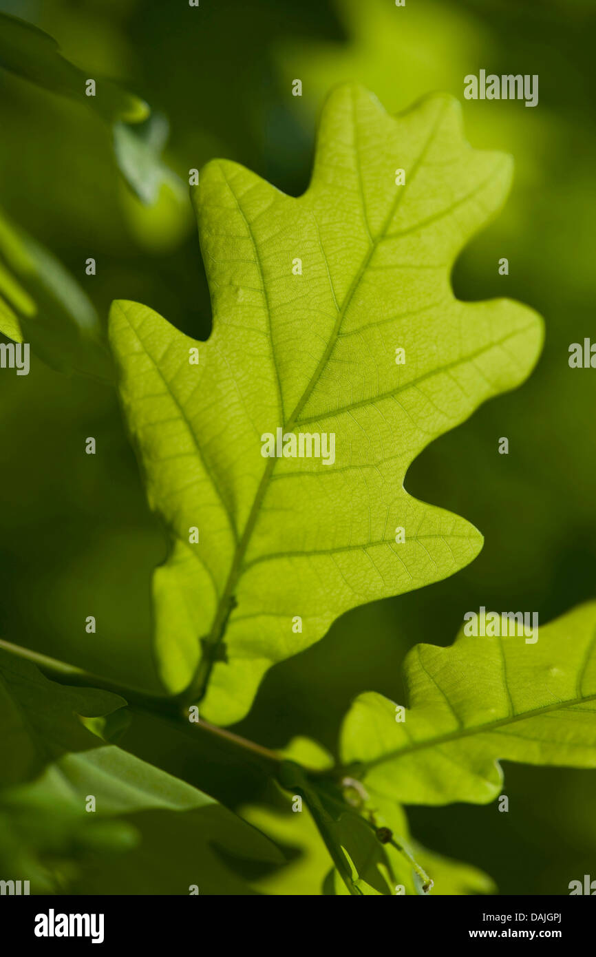 English oak quercus robur leaves hi-res stock photography and images ...