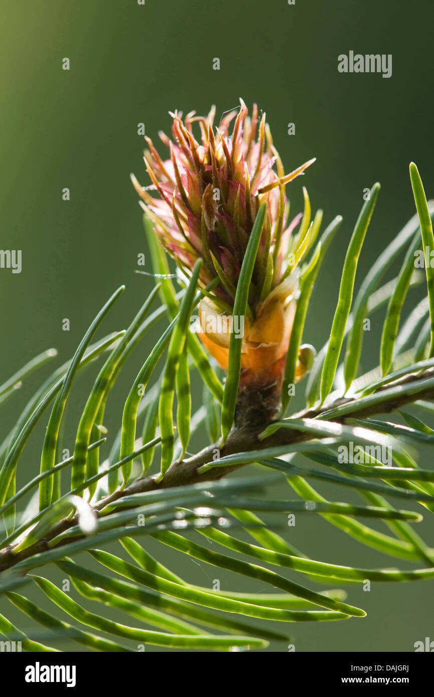 Douglas fir (Pseudotsuga menziesii), young cone Stock Photo