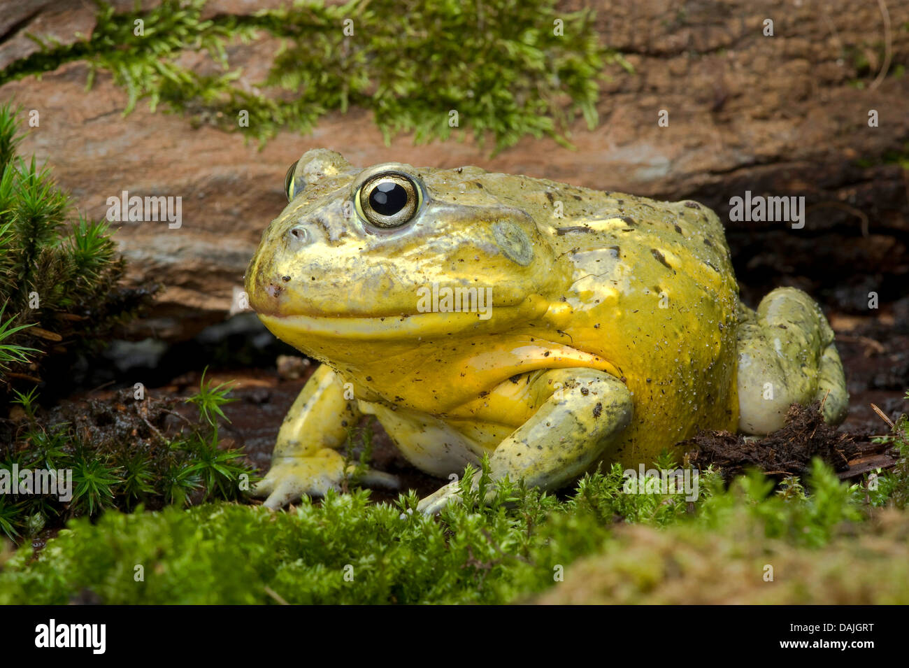 Tschudi's African bullfrog, Gaint bull frog (Pyxicephalus adspersus), on mossy wood Stock Photo