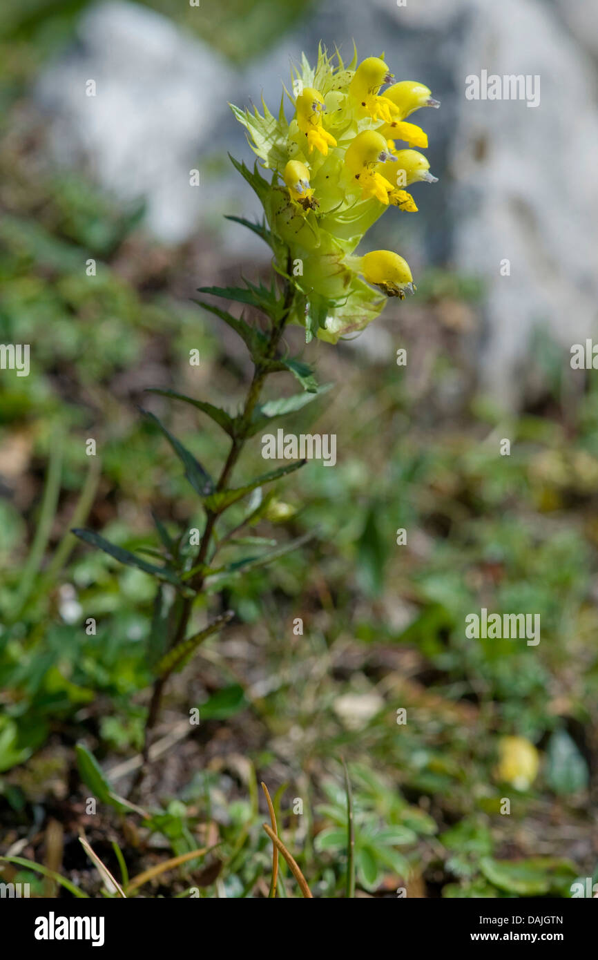 Aristate Yellow-Rattle (Rhinanthus glacialis), blooming, Germany Stock Photo