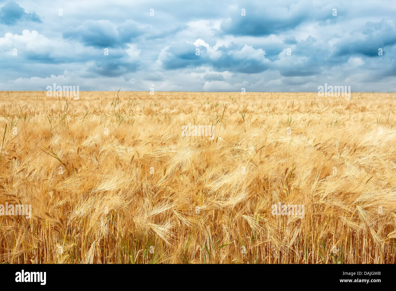 golden wheat field with dramatic dark storm clouds Stock Photo - Alamy