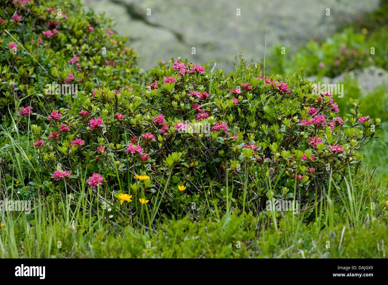 rust-leaved alpine rose (Rhododendron ferrugineum), blooming shrub, Switzerland, Sustenpass, Meiental Stock Photo
