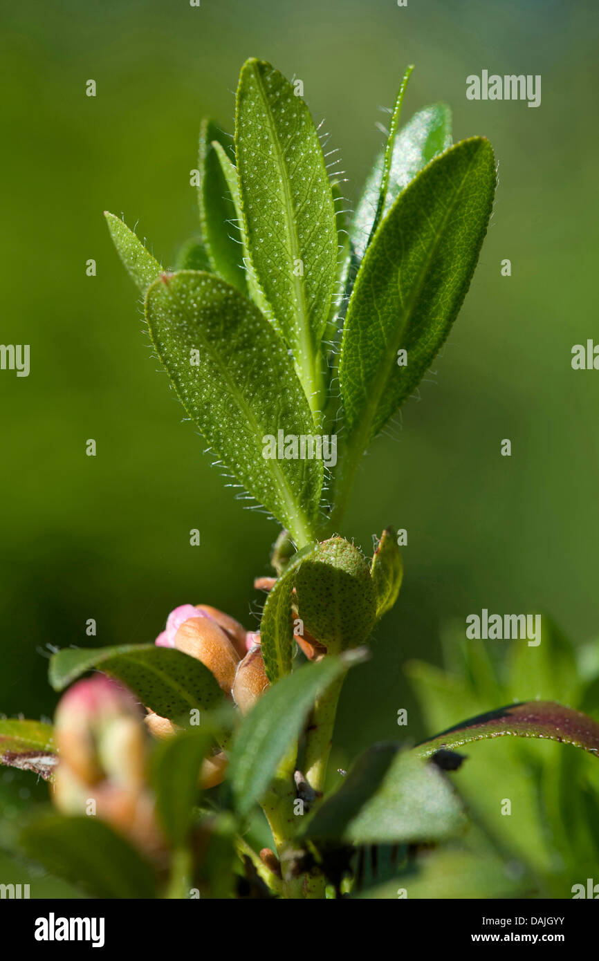 hairy alpine rose (Rhododendron hirsutum), leaves from below, Switzerland Stock Photo