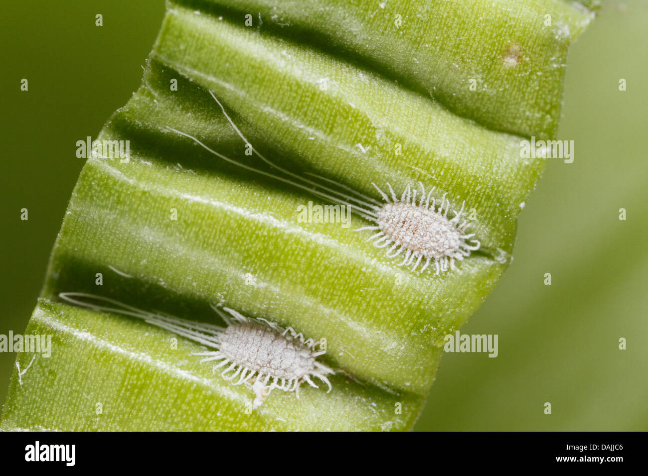 longtailed mealybug (Pseudococcus longispinus), Two mealybugs in the folds of an orchid leaf, Germany, Bavaria Stock Photo