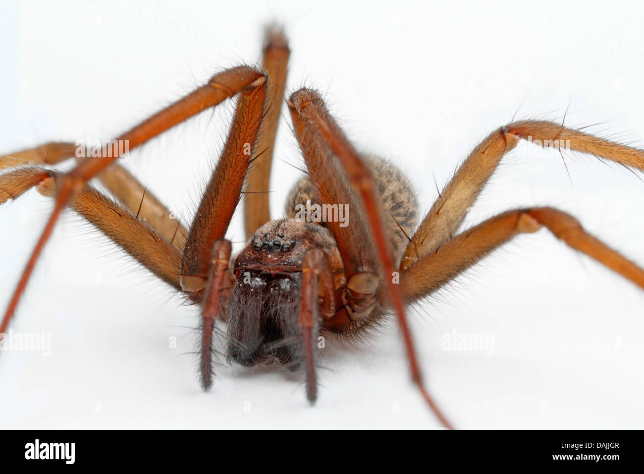 common European house spider, lesser house spider, barn funnel weaver (Tegenaria domestica), macro shot, Germany, Bavaria Stock Photo