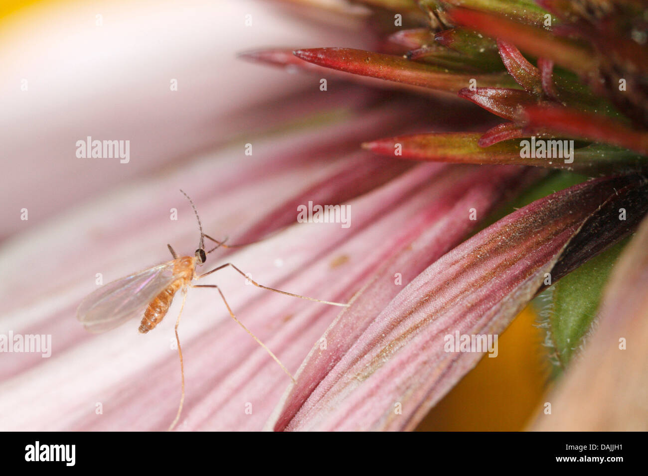 nonbiting midges and gnats (Chironomidae), Gnat on a echinacea, Germany, Bavaria, Eckental Stock Photo