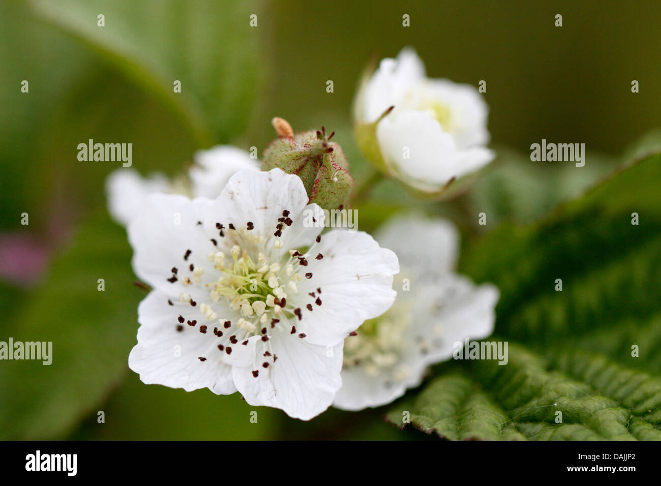 shrubby blackberry (Rubus fruticosus), Blackberry blossom, Germany, Bavaria Stock Photo