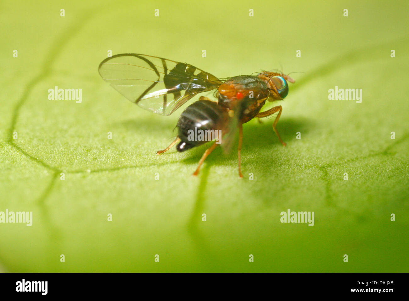 Fruit flies hires stock photography and images Alamy