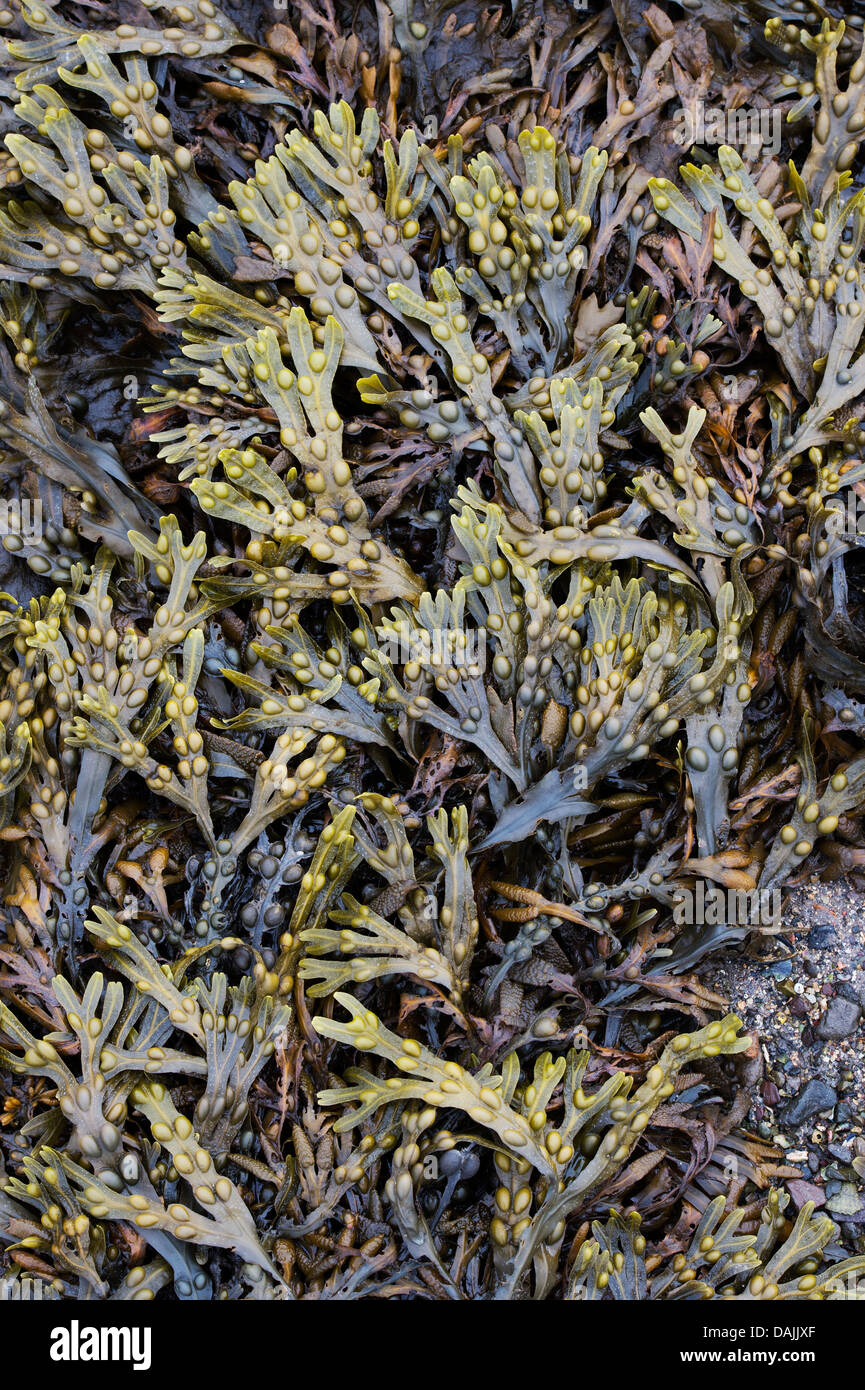 Fucus vesiculosus. Bladderwrack Seaweed Stock Photo