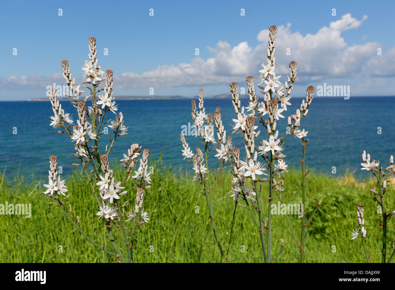 Turkey, View of Branched asphodel Stock Photo