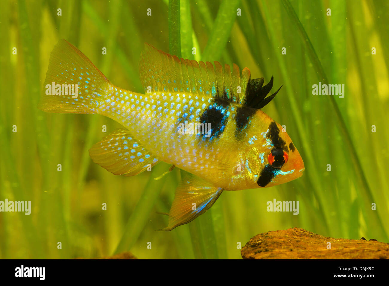 Ramirez's dwarf cichlid, Ramirezi, Ram cichlid (Microgeophagus ramirezi, Apistogramma ramirezi, Papiliochromis ramirezi), male showing impressing behavior Stock Photo