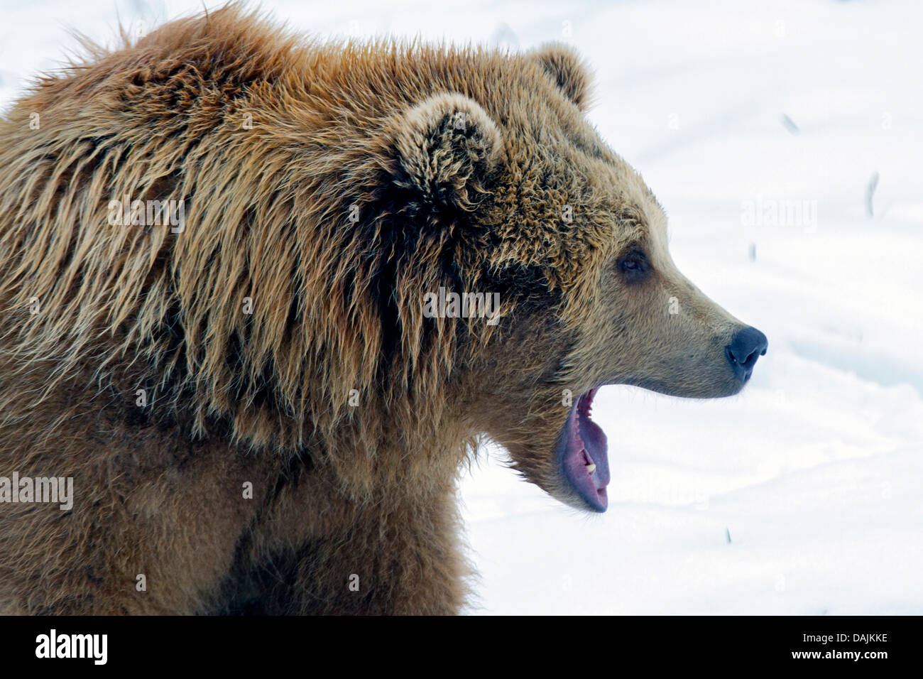 European brown bear (Ursus arctos arctos), howling in the snow Stock Photo