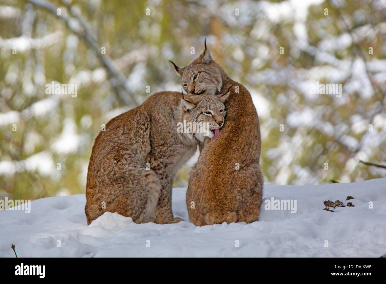 bobcat (Lynx rufus), pair grooming Stock Photo