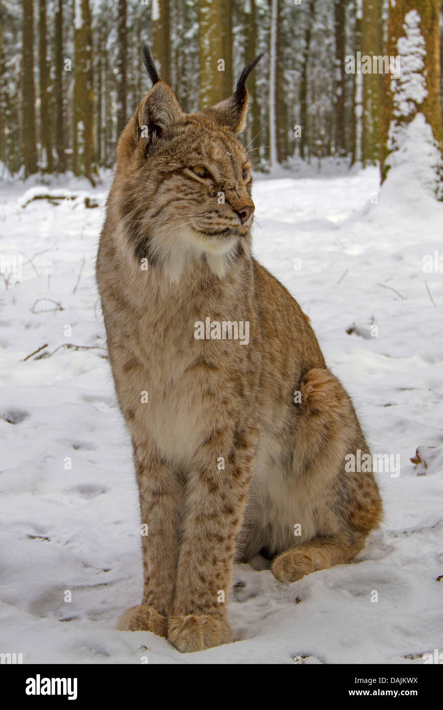 bobcat (Lynx rufus), in winter in a forest Stock Photo