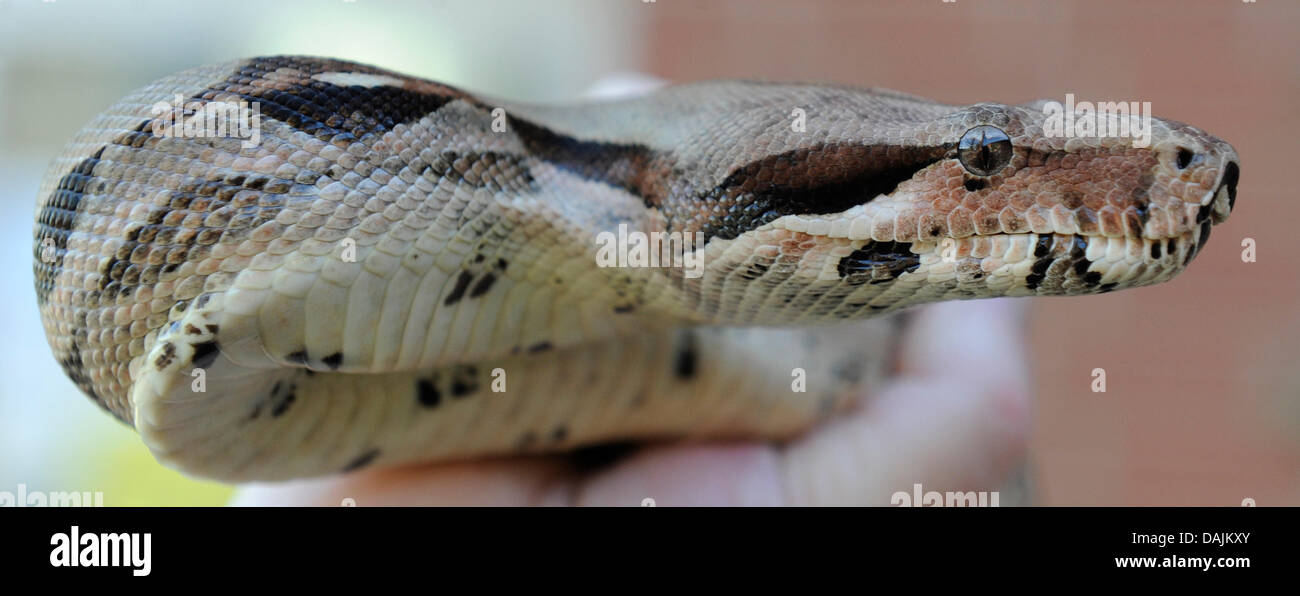 A Boa Constrictor is held at the NABU Center for Protection of Species in Leiferde, Germany, 7 april 2011. Photo: Holger Hollemann Stock Photo