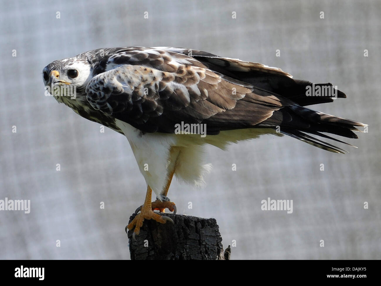 A common bussard sits in an enclosure at at the NABU Center for Protection of Species in Leiferde, Germany, 7 april 2011. Photo: Holger Hollemann Stock Photo