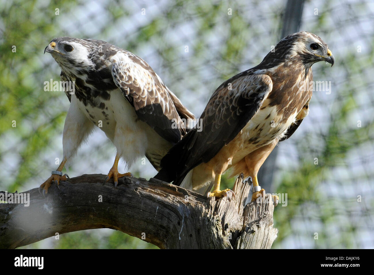 two common bussards sit in an enclosure at at the NABU Center for Protection of Species in Leiferde, Germany, 7 april 2011. Photo: Holger Hollemann Stock Photo