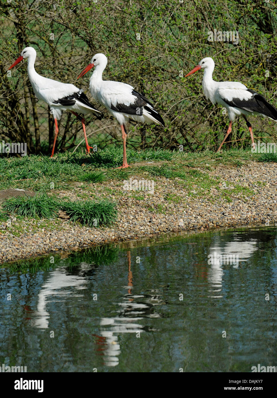 Storks stand at the NABU Center for Protection of Species in Leiferde, Germany, 7 april 2011. Photo: Holger Hollemann Stock Photo
