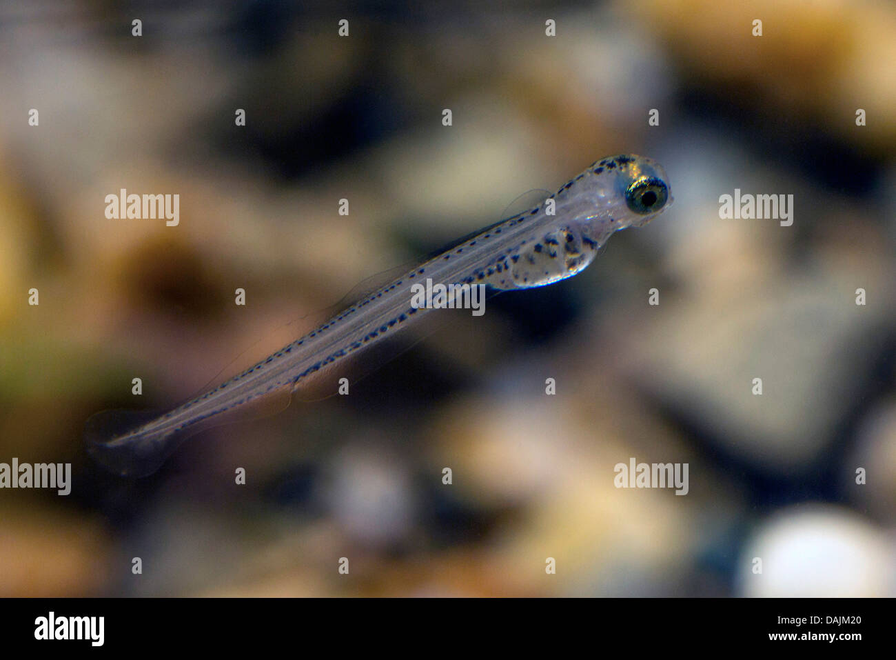 whitefishes, lake whitefishes (Coregonus spec.), larva Stock Photo