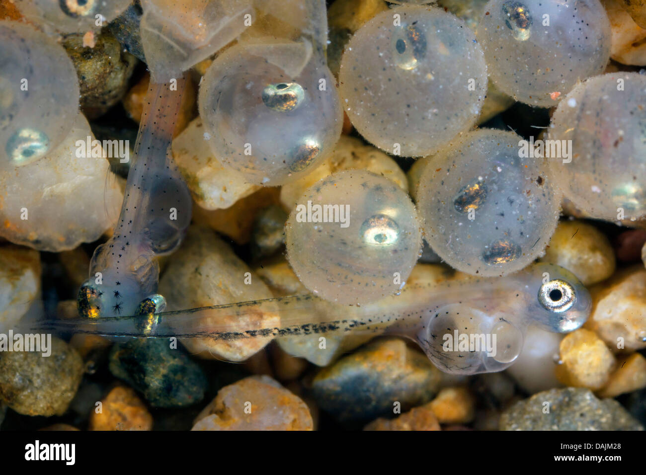 whitefishes, lake whitefishes (Coregonus spec.), eggs and hatched larvae Stock Photo