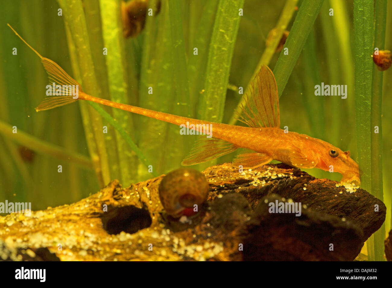 Leliella (Leliella spec. ), swimming Stock Photo