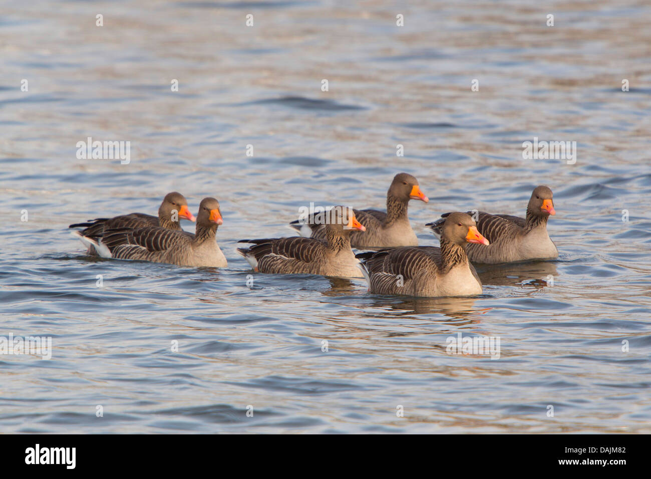 greylag goose (Anser anser), swimming, Germany, Bavaria Stock Photo