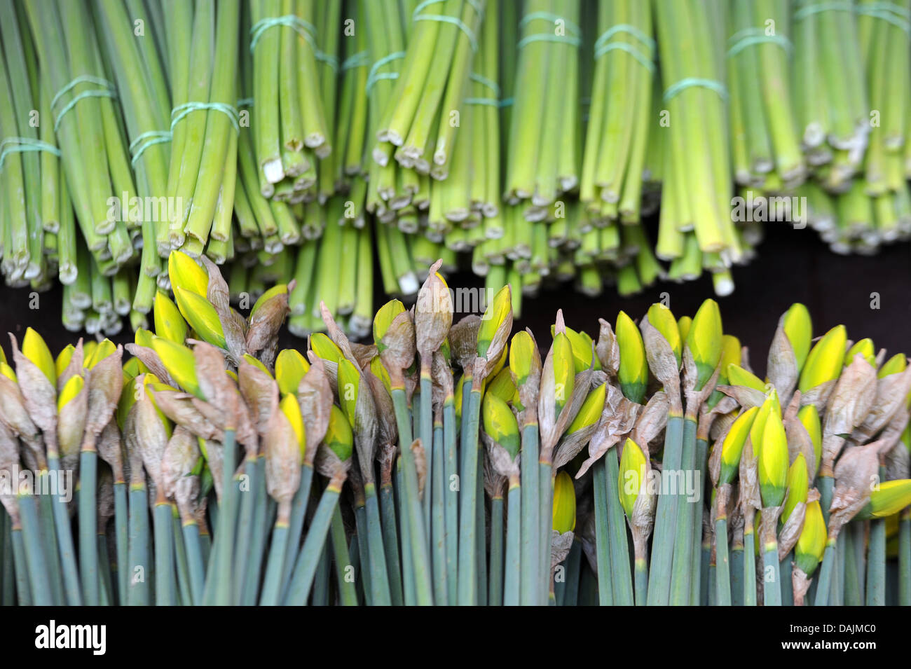 Daffodils are sold at the Mittefasten Market in Bamberg, Germany, 30