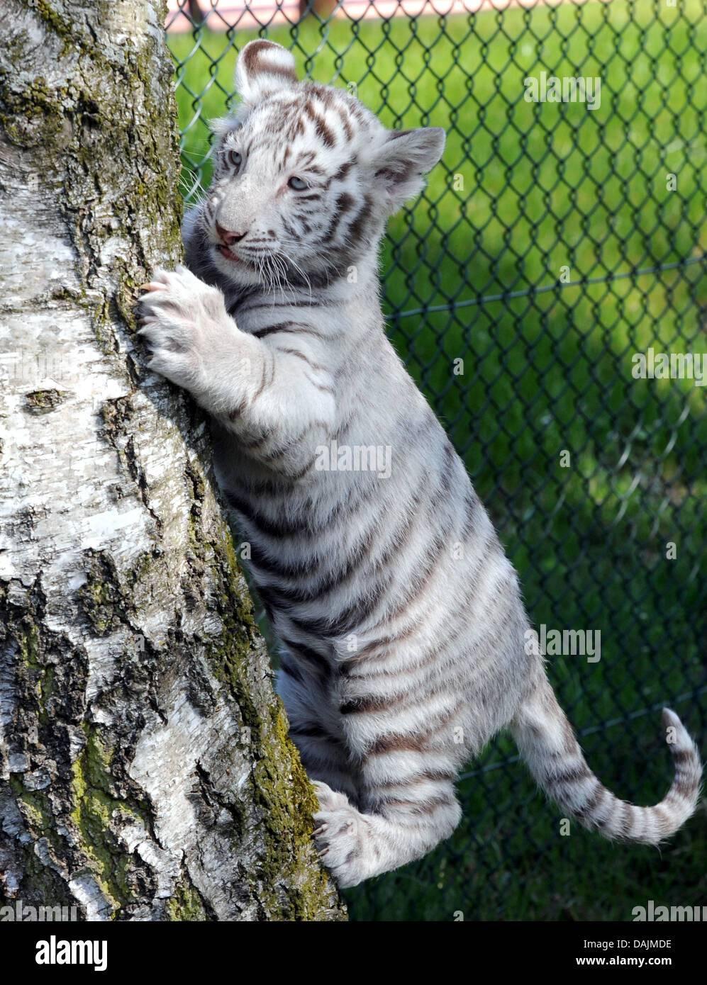 With White Tiger Baby High Resolution Stock Photography And Images Alamy
