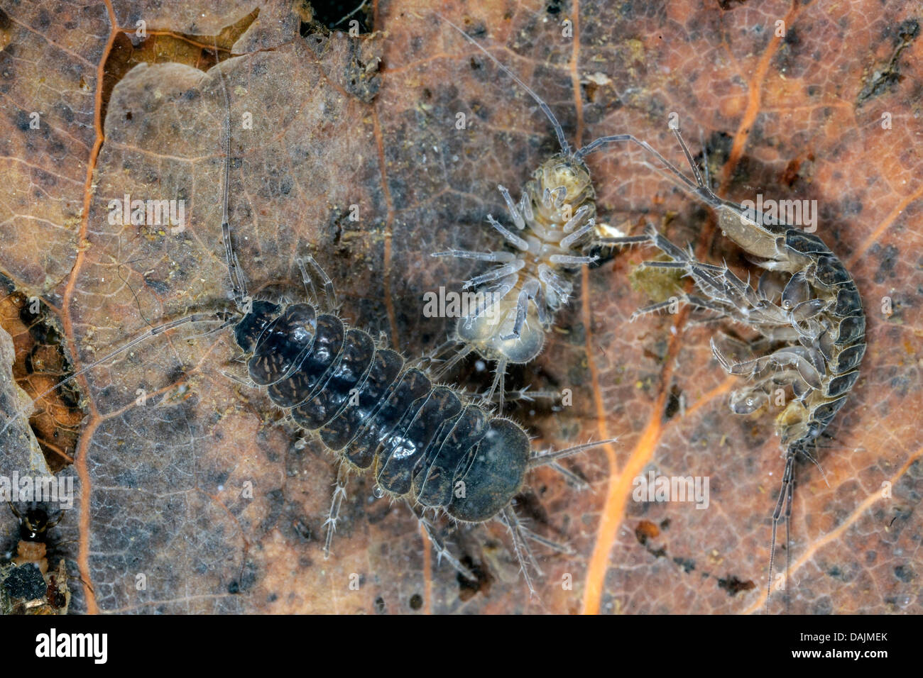 water louse (Asellus aquaticus), three on dead leaf, Germany, Bavaria Stock Photo