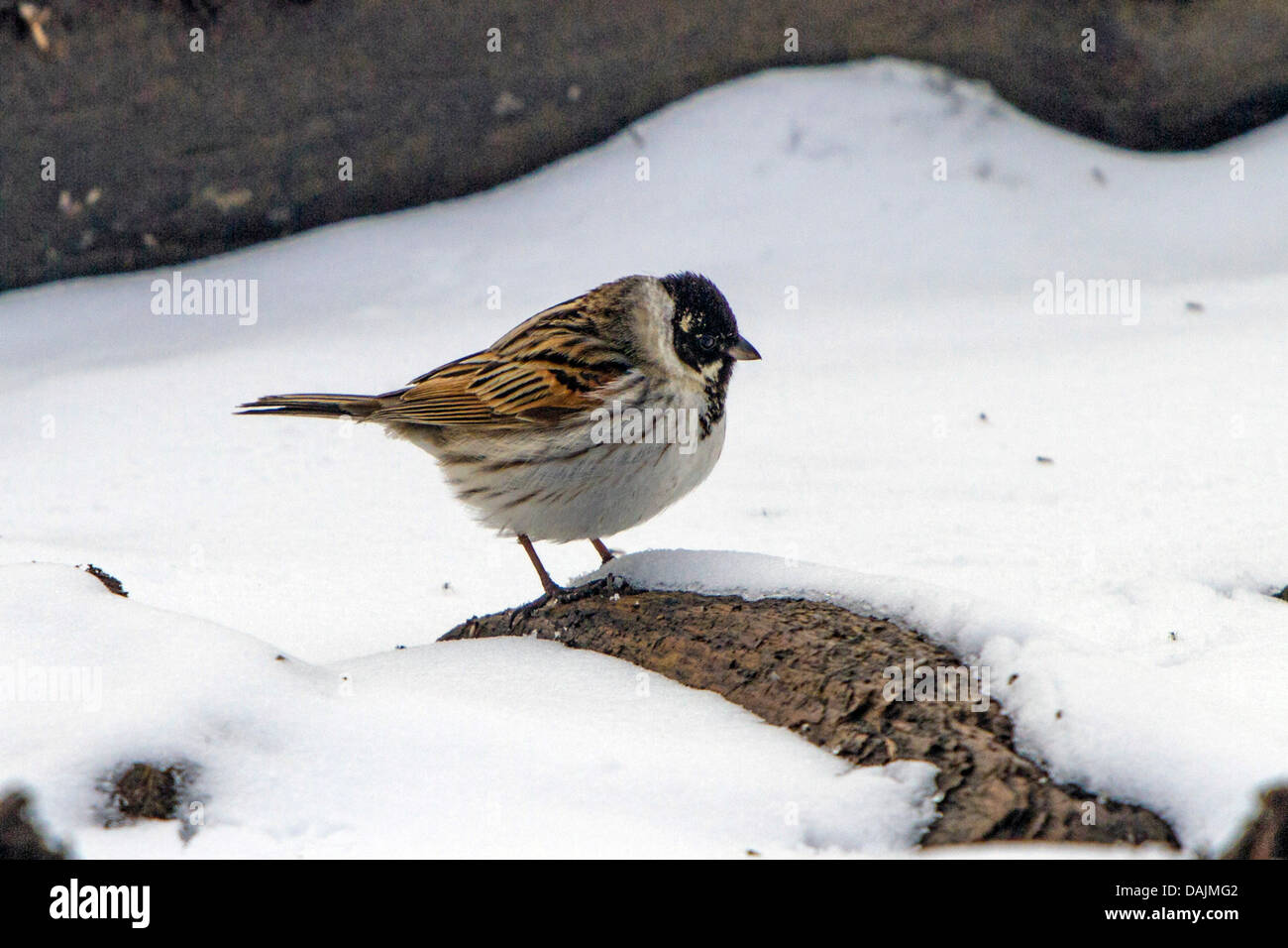 reed bunting (Emberiza schoeniclus), male in the snow, Germany, Bavaria Stock Photo