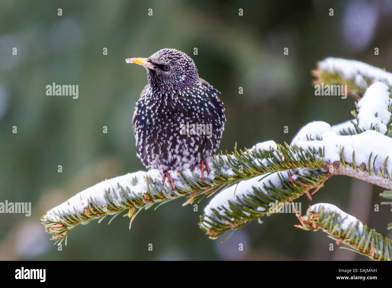common starling (Sturnus vulgaris), sitting on a spruce twig, Germany, Bavaria Stock Photo