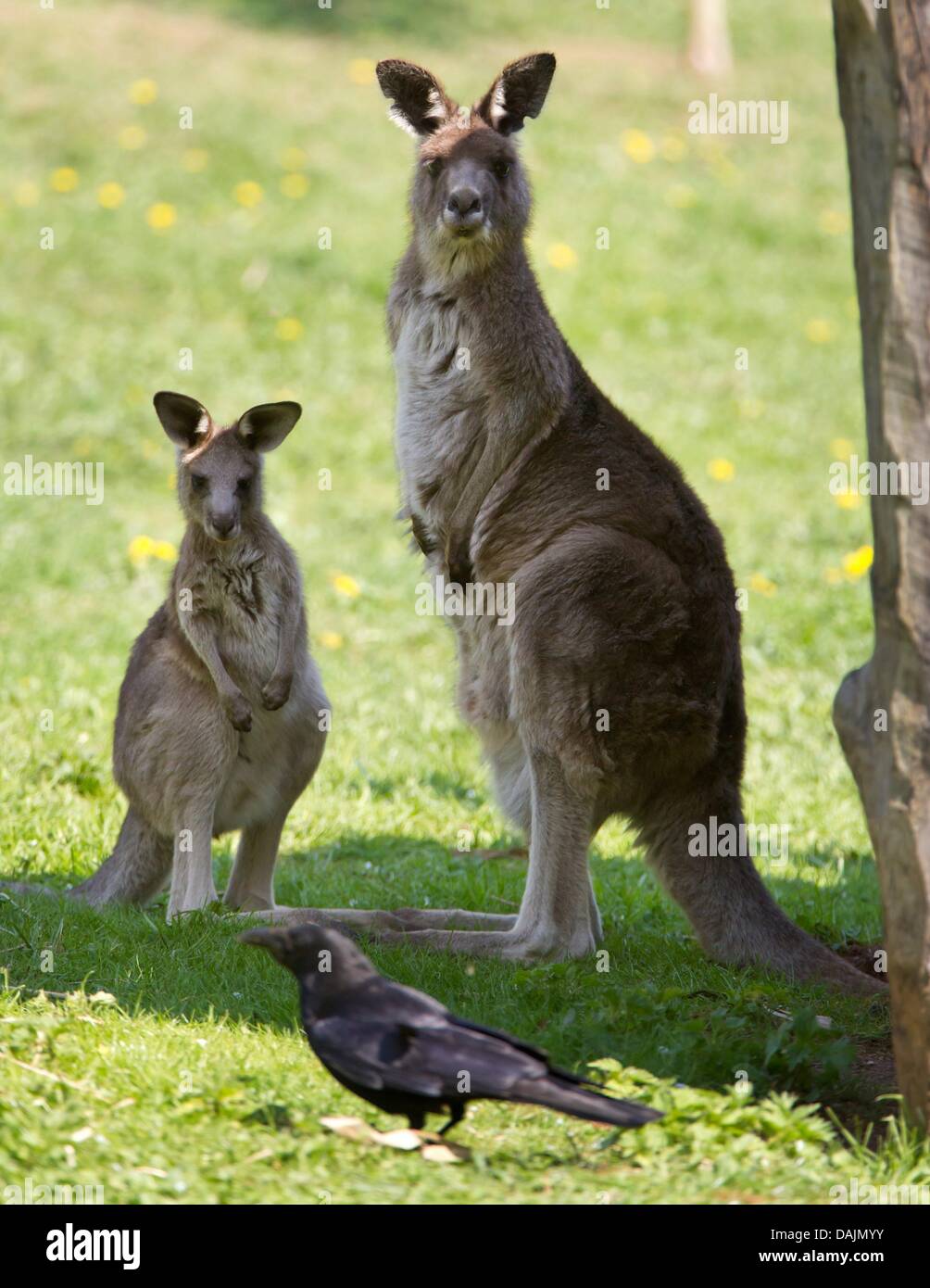 Two red kangaroos view a raven in the Zoo of Erfurt, Germany, 19 April 2011. During the annual animal inventory all animals are counted and partly measured. Photo: Michael Reichel Stock Photo