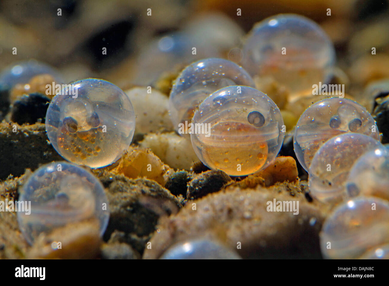 Fish eggs hatching hi-res stock photography and images - Alamy