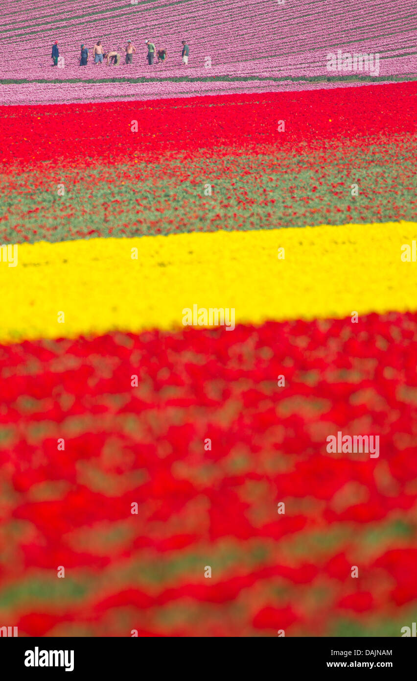 Seasonal workers select tulips at a field of the Company Degenhardt near Schwaneberg, Germany, 21 April 2011. These tupilps are cultivated for their tulip bulb. Photo: Jens Wolf Stock Photo